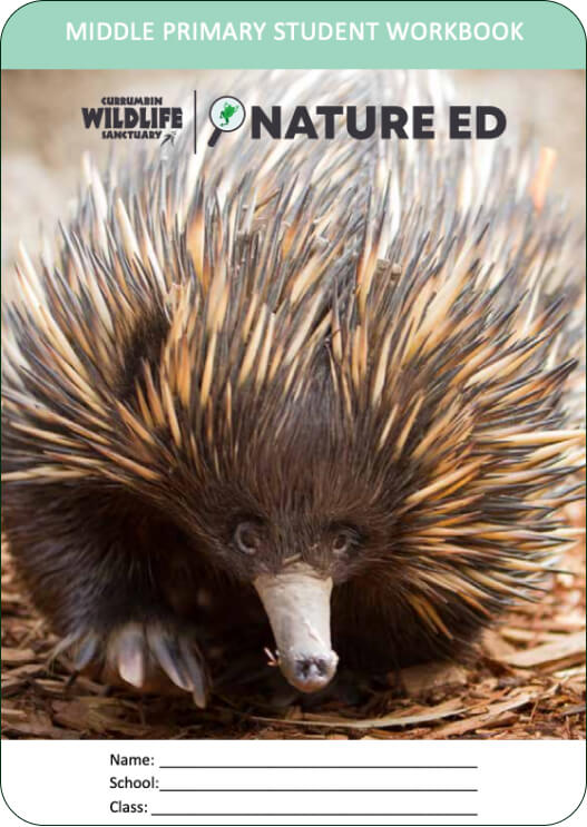 Close-up of an echidna with spiky fur, light-colored snout, and dark eyes, on a page of a middle primary student workbook.