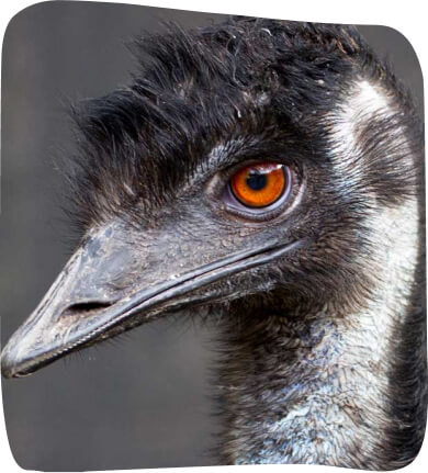 Close-up of an emu's head, showing its distinctive plumage, beak, and bright orange eye.