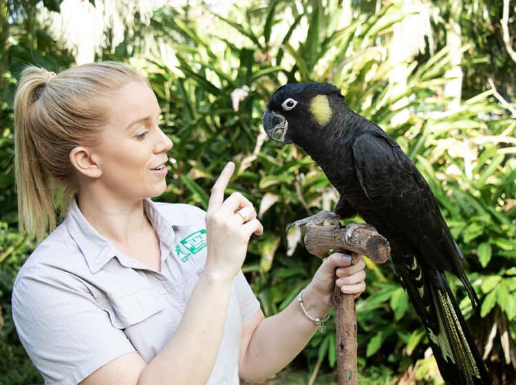Woman interacting with a black and yellow cockatoo perched on a branch.