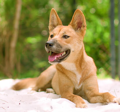 A light brown dog, likely a dingo, lying on a light beige surface with a blurred green background.