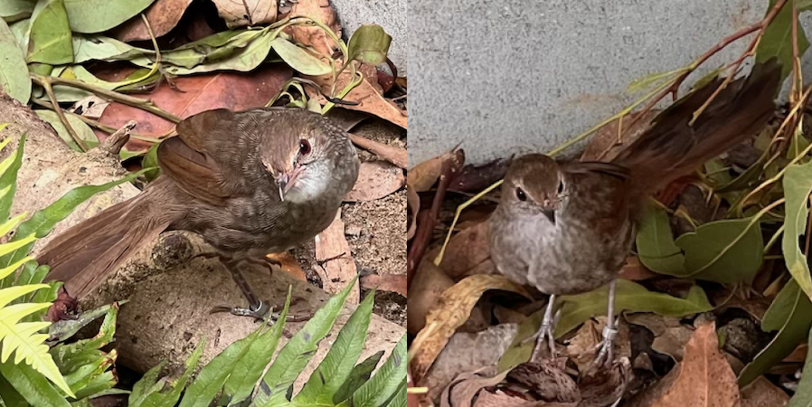 Two images cropped together of two small brown birds perched on brown leafy ground