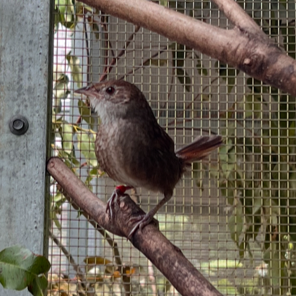 Small brown bird sitting on tree branch surrounded by green leaves inside its habitat
