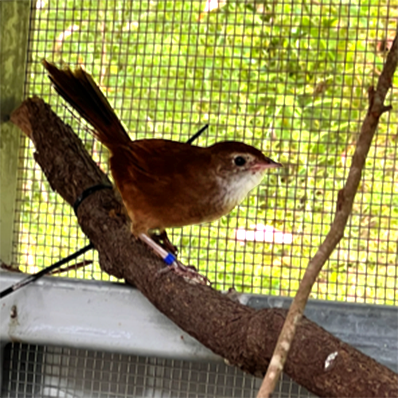 Brown bird perched on brown branch inside its habitat