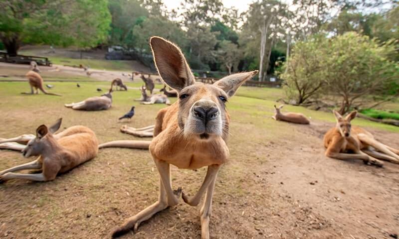Close-up of a kangaroo in a grassy enclosure with other kangaroos resting nearby.