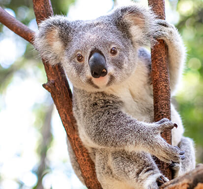 Grey koala clinging to a tree branch.