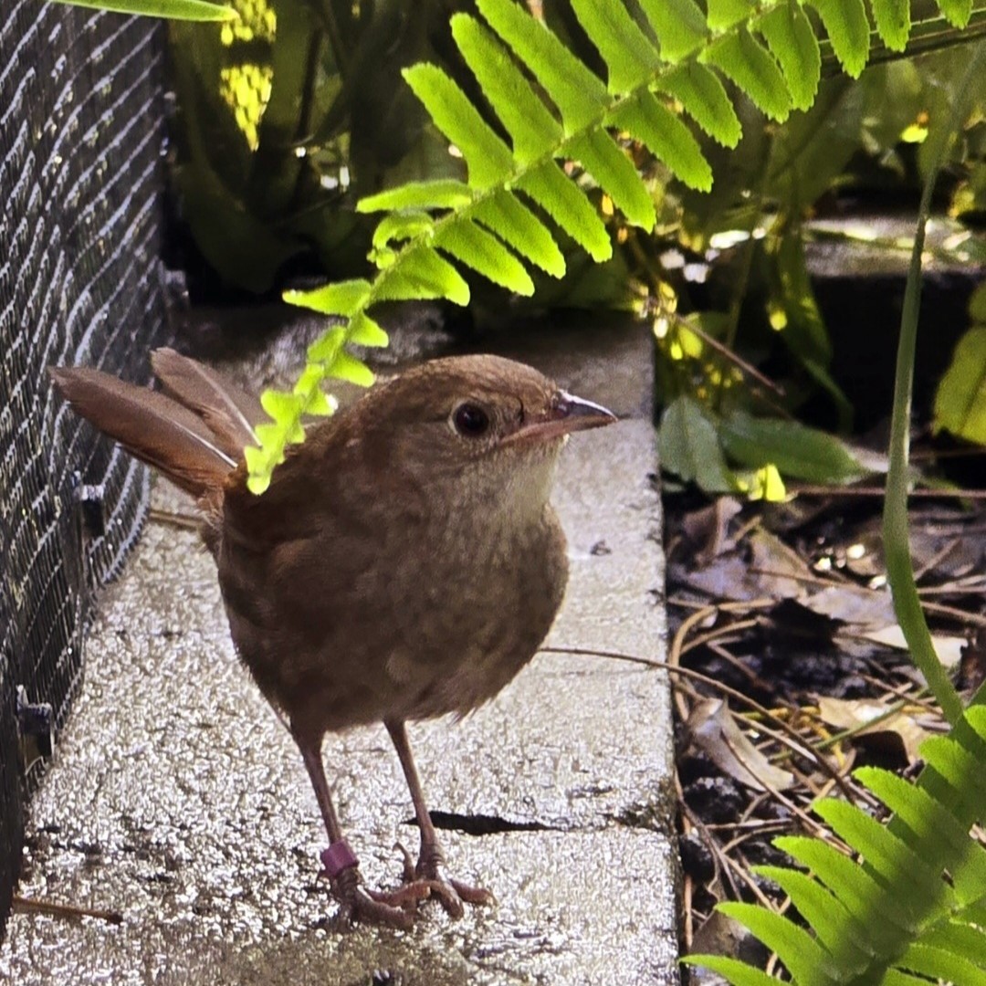 Small brown bird walking along ground towards green ferns inside its habitat