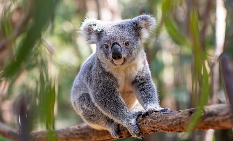 Gray koala sitting on a tree branch, surrounded by foliage.