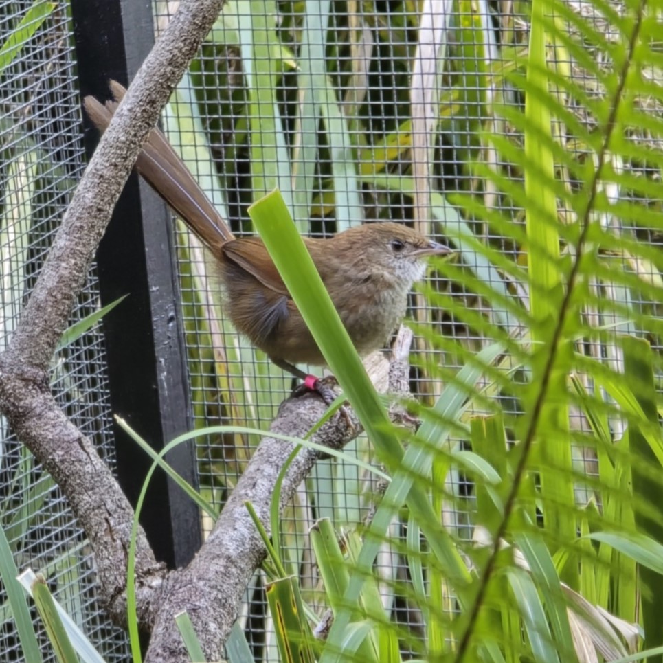Small brown bird perched on tree branch amongst green grass and ferns inside its habitat