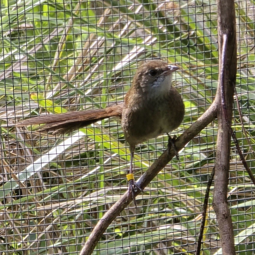 Small brown bird sitting on thin tree branch in its habitat with green grass nearby