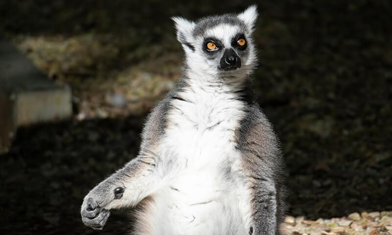 Ring-tailed lemur with gray and white fur, orange eyes, and a curious expression.