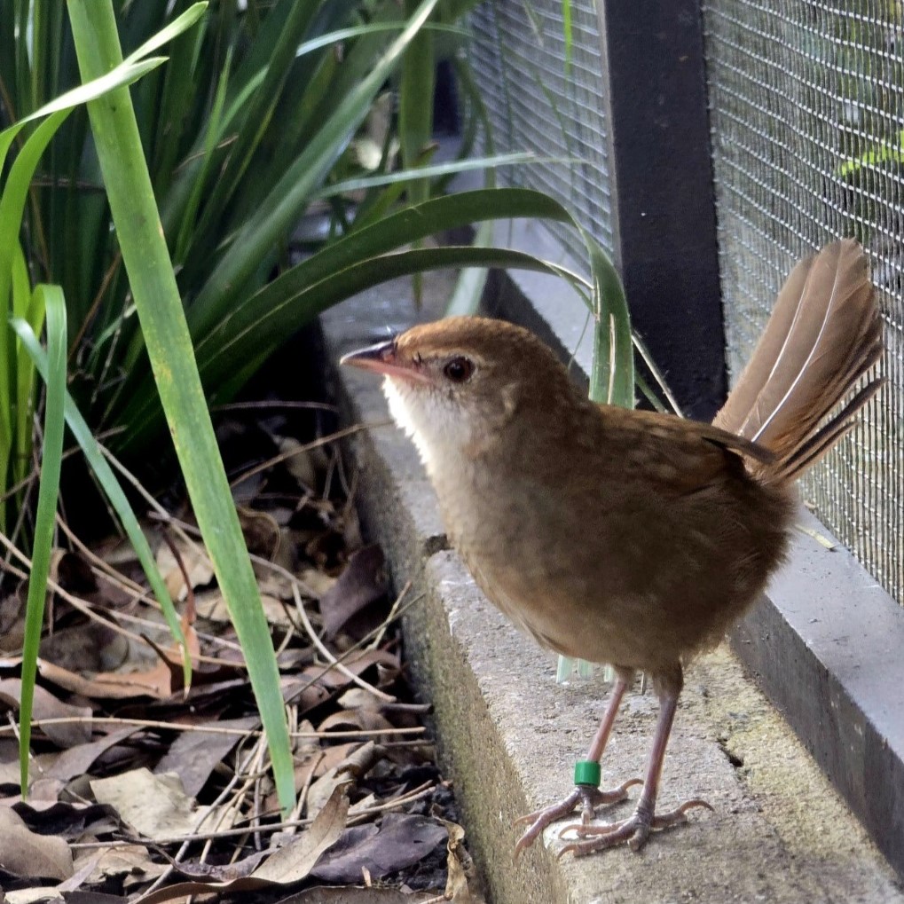 Small brown and white bird standing on ground near brown leaves and green grass in its habitat