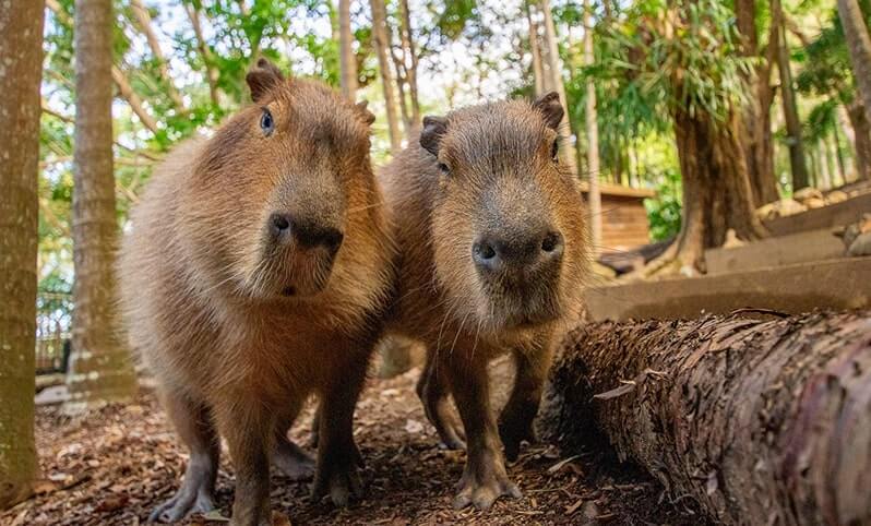 Two capybaras, with expressive faces, are in a wooded enclosure.