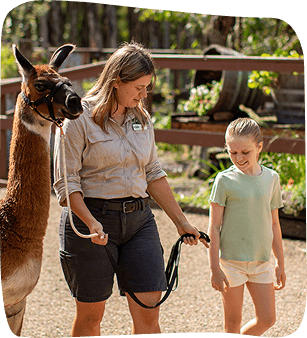 A llama is led by a woman and a girl at a petting zoo.