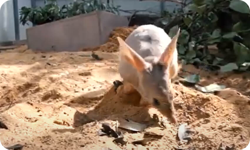 A small animal, possibly a rodent, is digging in the sand