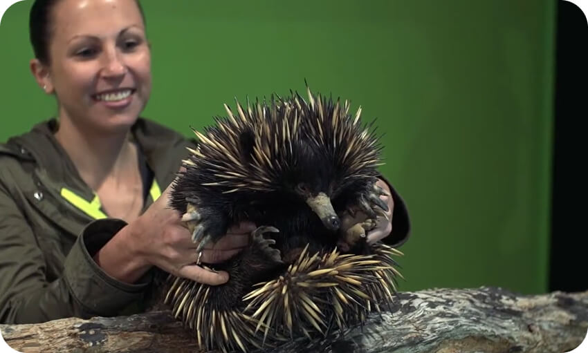 A woman gently holds an echidna from a branch, highlighting the animal's spiky.