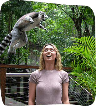 A woman with a surprised expression looks up at a ring-tailed lemur leaping in a lush, tropical enclosure.