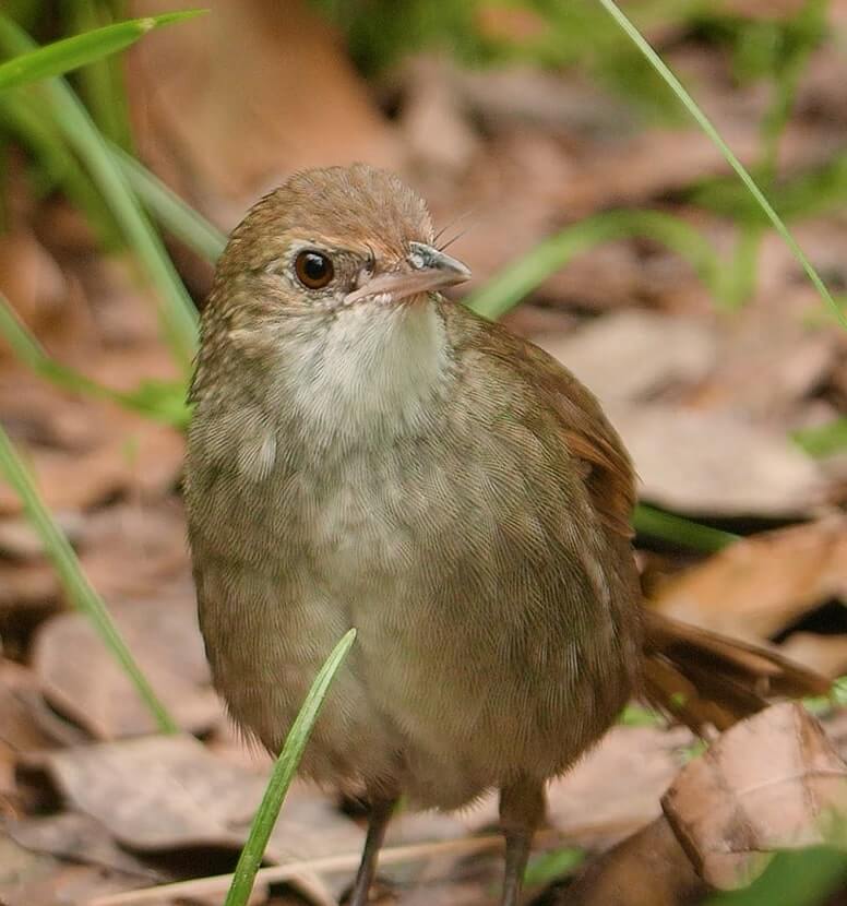 Small, light brown bird with a pointed beak, perched amidst grass and fallen leaves.