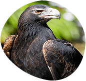 Close-up of a black eagle's head and shoulders, set against a blurred background of green foliage.