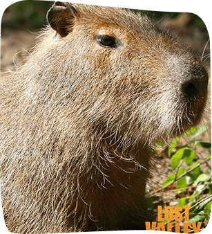 Close-up of a capybara's head and neck, showcasing its thick, light brown fur and alert expression.