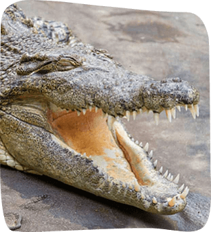 Close-up of a saltwater crocodile's head, mouth open, showing sharp teeth.