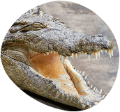 Close-up of a saltwater crocodile's head, mouth open, showing sharp teeth.