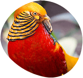 Close-up of a golden pheasant, showcasing vibrant red and yellow plumage and intricate markings.