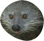Close-up of a gray-furred, small mammal's head, with large, amber eyes and a visible tongue.