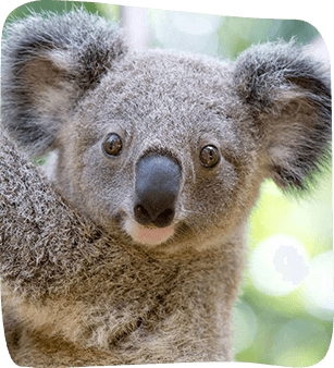 Close-up of a koala's face, showing its soft gray fur, dark nose, and attentive eyes.