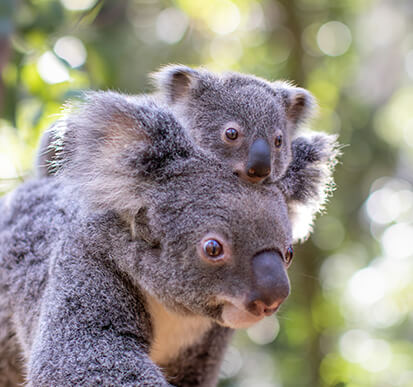 Close-up of a koala mother carrying a joey on her back, in a natural habitat.