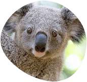 Close-up of a koala's face, showing its soft gray fur, dark nose, and attentive eyes.