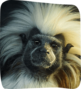 Close-up portrait of a white-cheeked spider monkey, showcasing its distinctive fluffy white fur and dark face.