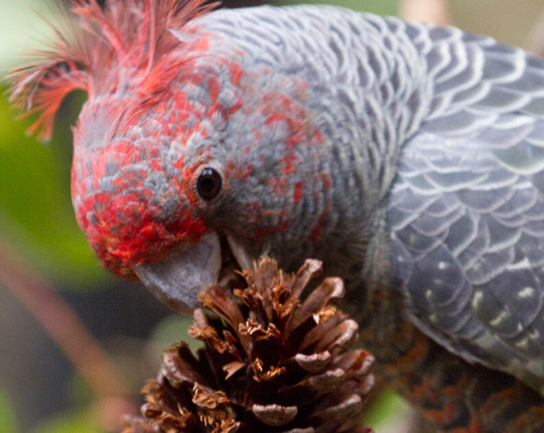 Close-up of a crimson rosella parrot feeding on a pine cone.