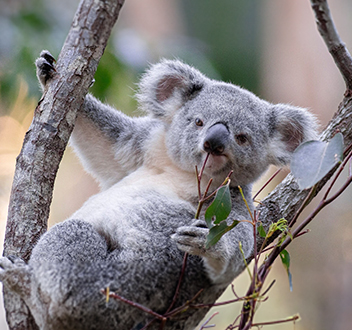 Gray koala resting in a tree, holding and eating eucalyptus leaves.