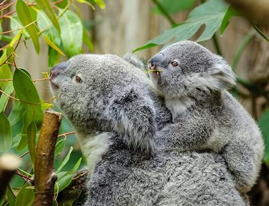 Koala mother with joey clinging to her back, amongst eucalyptus leaves.