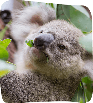 Gray koala resting in a tree, holding and eating eucalyptus leaves.