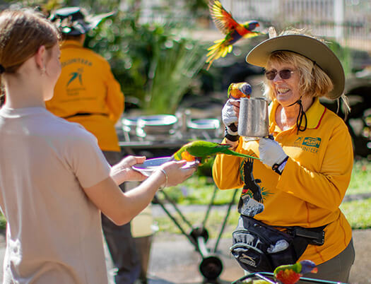 Person in yellow shirt feeds colorful parrots from a metal cup.