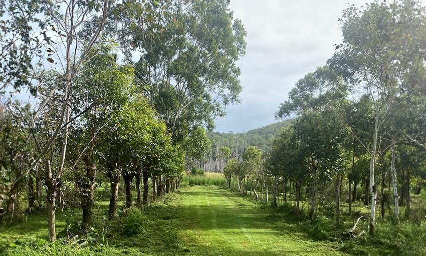 Lush green trees line a manicured grassy path leading to a distant mountain range.