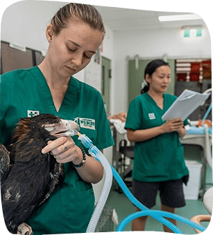 A woman in green scrubs gently holds a small bird in her hands