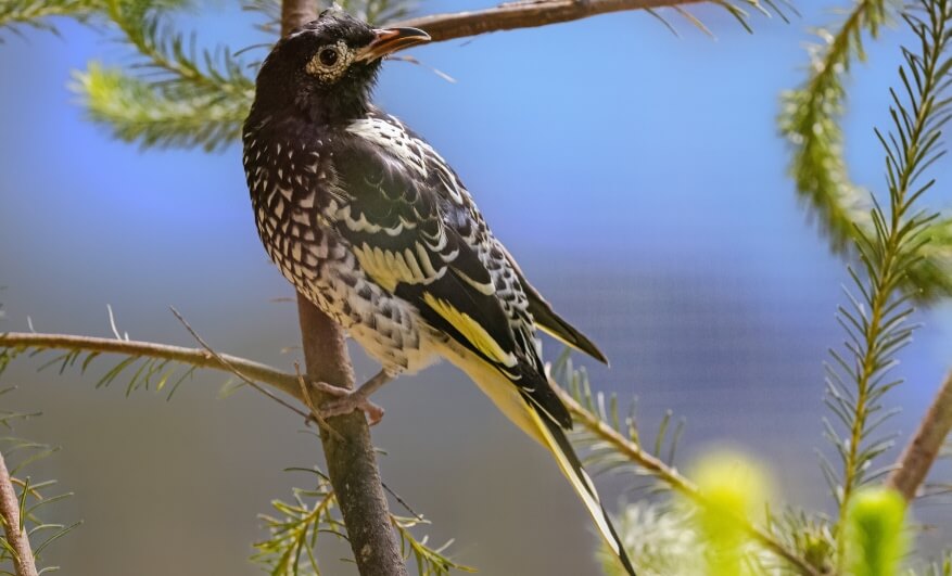 A regent honeyeater with black, white, and yellow plumage is perched on a tree branch, facing left, with its beak slightly open.