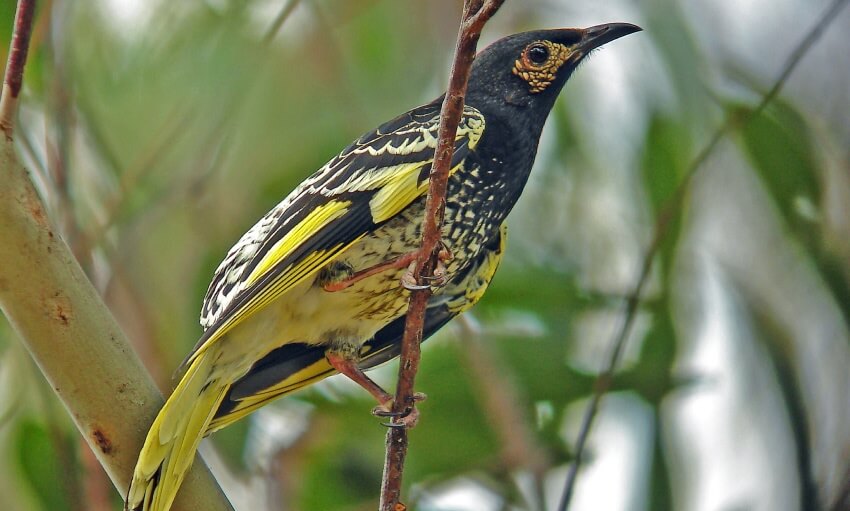 A black and yellow bird with patterned wings perches on a thin branch, surrounded by green-leaved plants in the background.