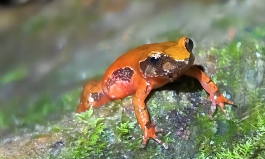 A bright orange frog with a black marking on its side stands on a mossy, wet surface.