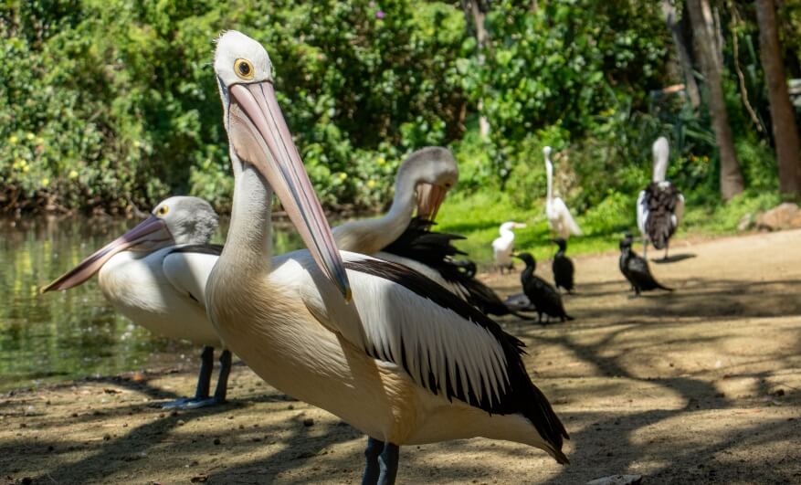 Several pelicans and other water birds stand together on a sunlit, dirt path near a pond in a green, wooded area.