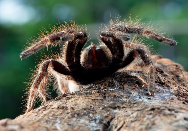 A close-up view of a large, hairy tarantula on a textured tree trunk with a blurred green background.