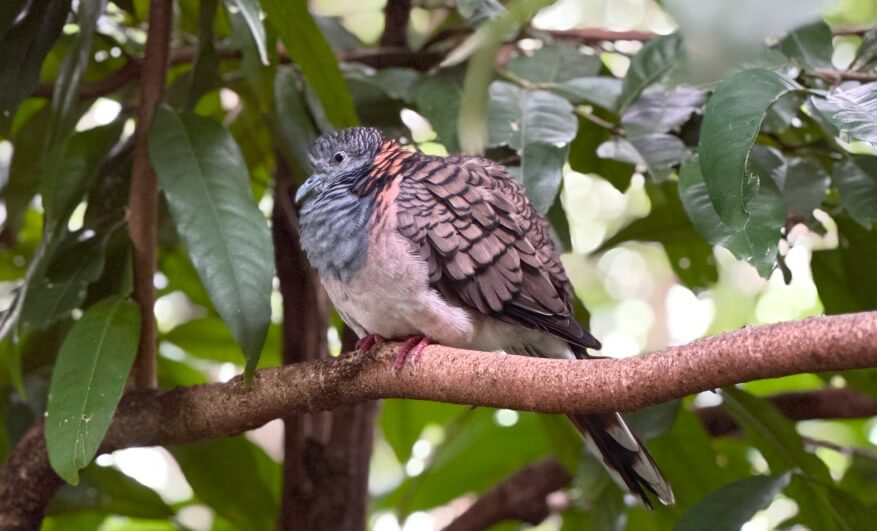 A small, grey and brown pigeon with ruffled feathers is perched on a tree branch surrounded by green leaves.