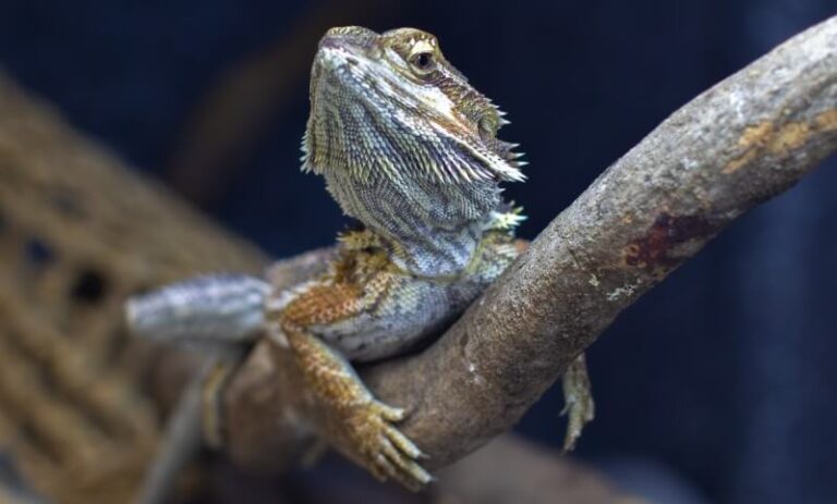 A bearded dragon lizard rests on a brown tree branch, facing slightly upward with a neutral expression against a dark background.