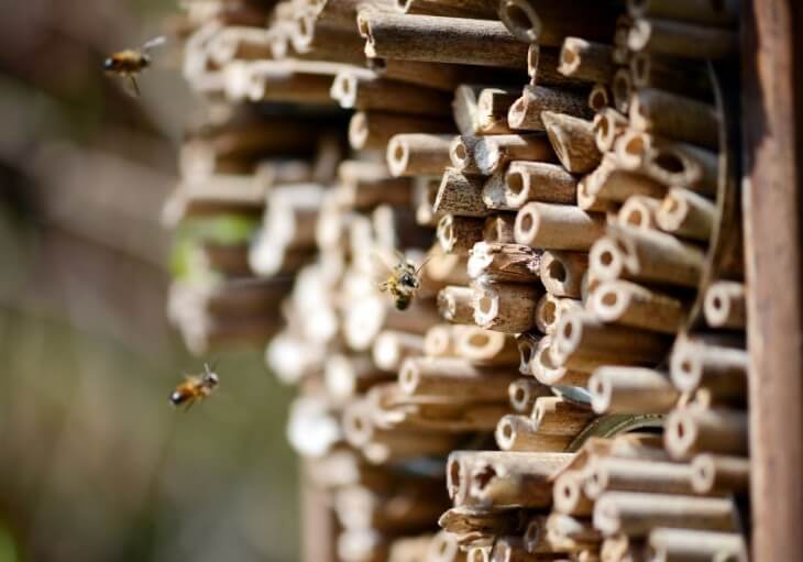 A close-up image of a bee hotel, featuring an arrangement of hollow tubes and reeds creating small cavities for solitary bees to nest in.