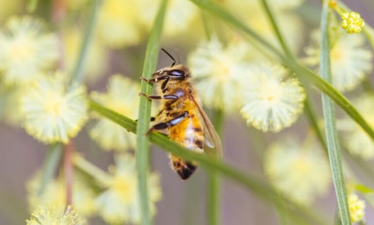 A close-up image of a bee with a fuzzy yellow and black striped body, translucent wings, and antennae.