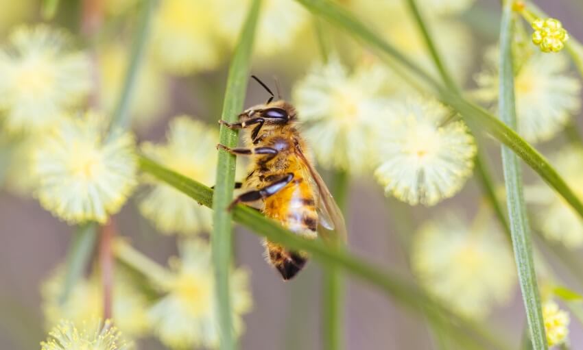 A close-up image of a bee with a fuzzy yellow and black striped body, translucent wings, and antennae.