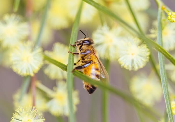 A close-up image of a bee with a fuzzy yellow and black striped body, translucent wings, and antennae.