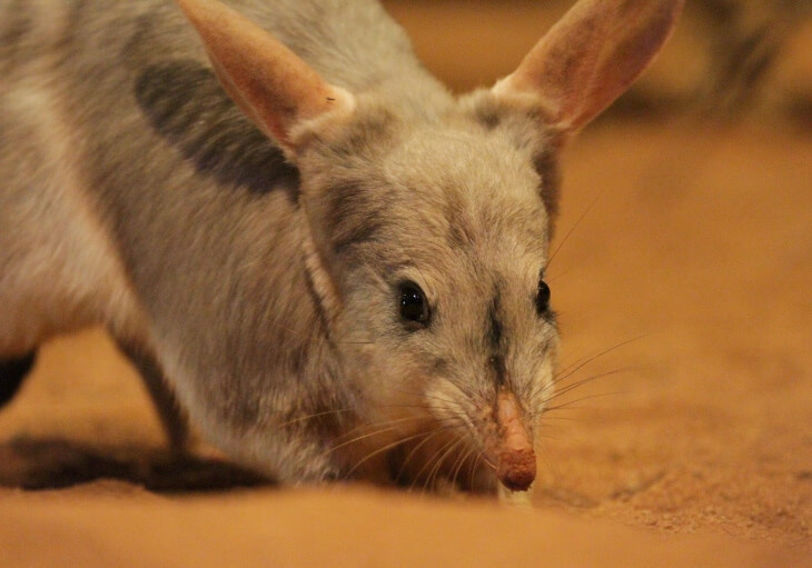A close-up image of a bilby, a small nocturnal marsupial native to Australia, with large ears and a pointed snout, standing on a sandy surface.